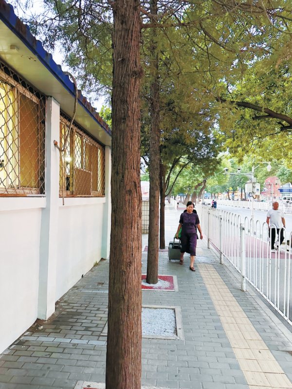 创通网 北医三院南门外人行道 柏树长中间 路窄不好走